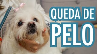 Pelo do Lhasa Apso Caindo - Cuidados com a Pelagem (Ju Almeida Pet) by Ju Almeida Pet 8,762 views 2 years ago 6 minutes, 43 seconds