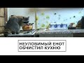 Неуловимый енот обчистил кухню