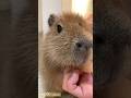 可愛い赤ちゃんカピバラ♪ #カピバラ
