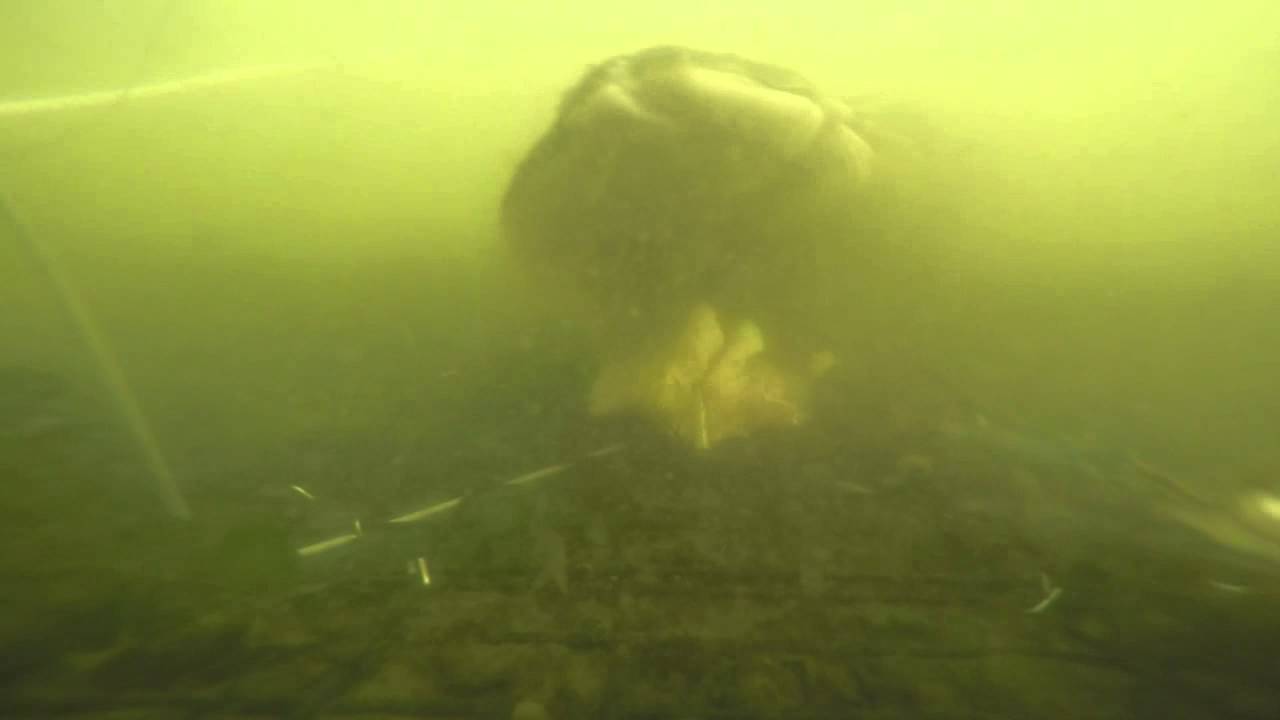 Crabbing the Navesink River with the GoPro 4 New Jersey Style! YouTube