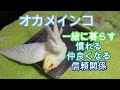 オカメインコ 飼い方 仲良くなる方法 なつく 信頼関係