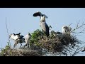 Wow 😮 Amazing Bird Crane Live in Sanctuary bird Ep7
