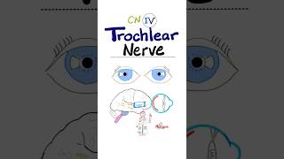 Trochlear Nerve - 4th Cranial Nerve - CN IV - Neuroanatomy #anatomy #physiology #brain #neuro #nurse