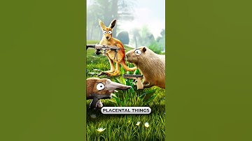 Thumbnail of Why are australian animals so weird??