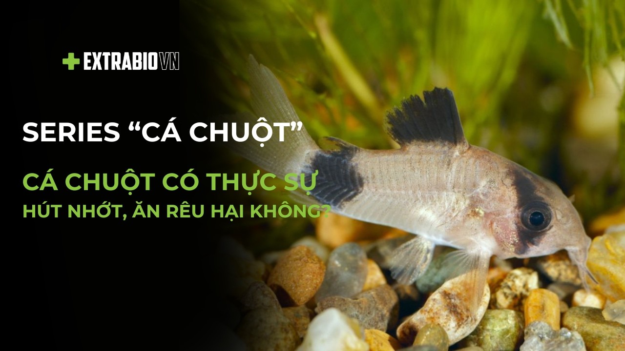 CÁ CHUYỆN | SERIES CÁ CHUỘT | CÁ CHUỘT CÓ THỰC SỰ HÚT NHỚT, ĂN RÊU HẠI KHÔNG?
