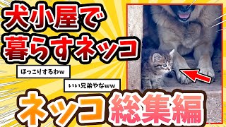 【2ch動物スレ総集編】イッヌの小屋で暮らす子ネッコ発見される→反応が可愛すぎたwww/ネッコ300選