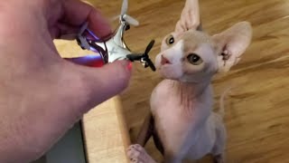 Sphynx Cats vs R/C Toys