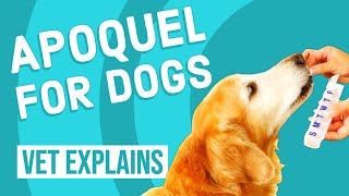 Apoquel for Dogs