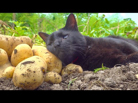 猫と収穫した大量のじゃがいもでフライドポテト作ってみたよ