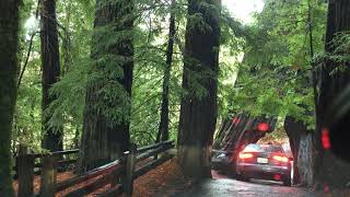 Tsob Ntoo 3000 Xyoo Nyob Myers Flat Ca