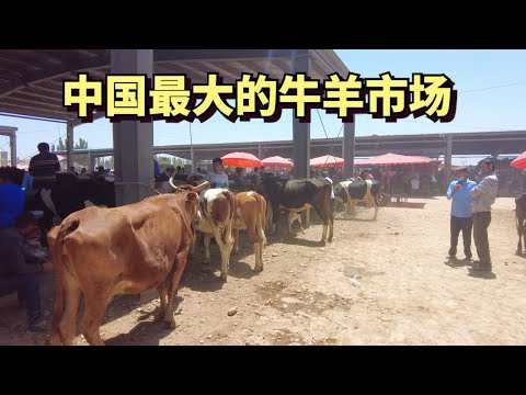 中国新疆最大的牛羊市场，每天有数万只牲畜被买卖，牛羊什么价格
