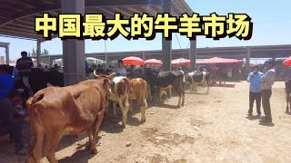 China's largest cattle and sheep market in Xinjiang, where millions of livestock are traded