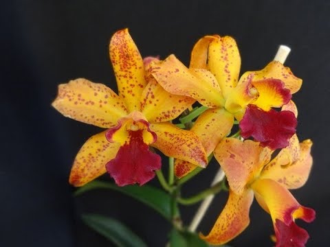 Orquídea cattleya Samba Lemon Drop, linda e perfumada! - thptnganamst.edu.vn