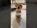Scent Training 🐽🐕 Part 1 #dogtraining #labrador #labradorretriever