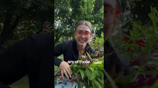 I'm showing off an armful of celosia I just picked, sharing that I mostly grow plume celosia and