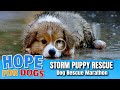 Hope Rescues Puppy Soaking Wet After Storm