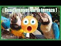 Guacamayos en la terraza 🦜😲