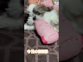 世界一可愛らしい後頭部 #愛しい後頭部 #今日の後頭部 #かいらしい #シーズー #shihtzu #ピチカート・ファイヴ #アイスクリーム・メルティング・メロウ