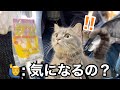 これがインターペットに参加した猫の反応です