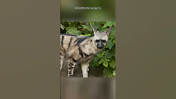 This “Hyena” Doesn’t Hunt—It Eats 300,000 Termites a Night! 😱 Aardwolf