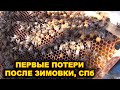 Первые потери семей после зимовки.