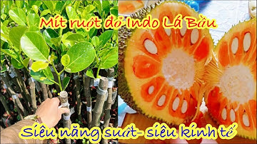 Mít ruột đỏ Indo lá bầu cách nhận biết giống cây chuẩn chất lượng