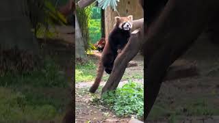 💕让我看看你在私藏什么宝贝！Let Me See What Treasures You're Hiding  #Redpanda #Animal 【跟着图尔去旅行】