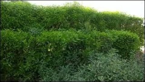 ماتيسر من سورة لقمان  بصوت خاشع