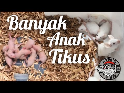 Video: Berapa Usia Kehamilan Tikus?