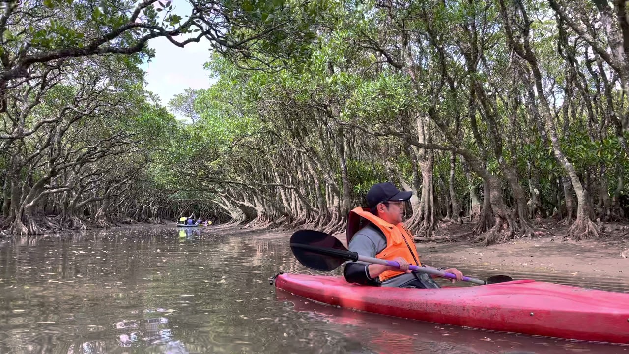 鹿児島 マングローブ原生林を一人乗りカヌーで走る 2泊3日奄美大島の旅 鹿児島 マングローブ原生林を一人乗りカヌーで走る 2泊3日奄美大島の旅