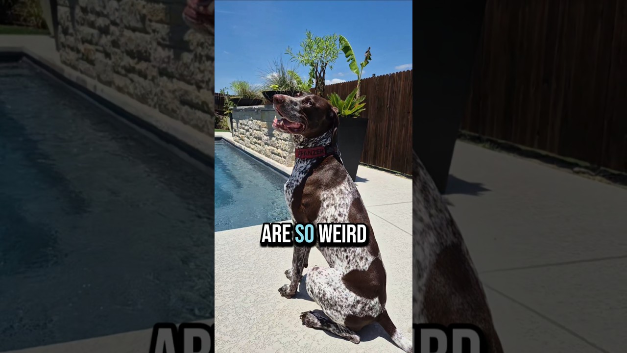 are so weird German Shorthaired Pointer GSP... 🤔🧐🐶