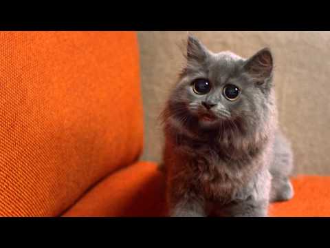 KIT KAT Chunky Mini Singing Cat