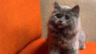 KIT KAT Chunky Mini Singing Cat