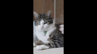 Walter - an Oxford University college cat