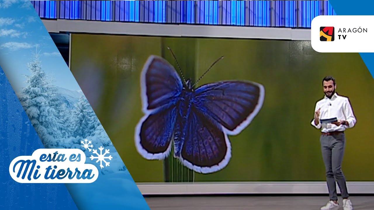 La Manto Violeta, elegida Mariposa del Año 2023