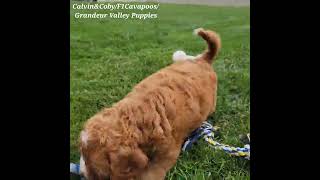 Calvin&Coby/F1 Cavapoos/Grandeur Valley Puppies #puppy #cute #cavapoo