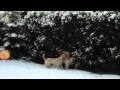 Grand Basset Griffon Vendeen Truffel & Bocuse Winter 2010-2011 の動画、YouTube動画。