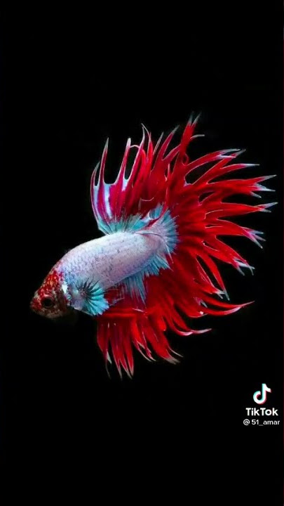 tiktok ikan cupang keren