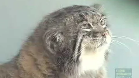 Watch the video about Wild cat manul.
