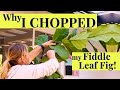 Why I CUT my FIDDLE LEAF FIG! - Care & Propagation tips!