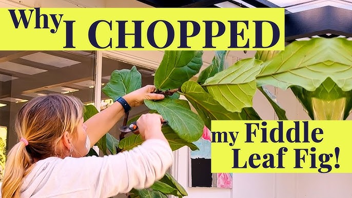 SHAPE and TRAIN your bush FIDDLE leaf FIG tree into a FULL plant
