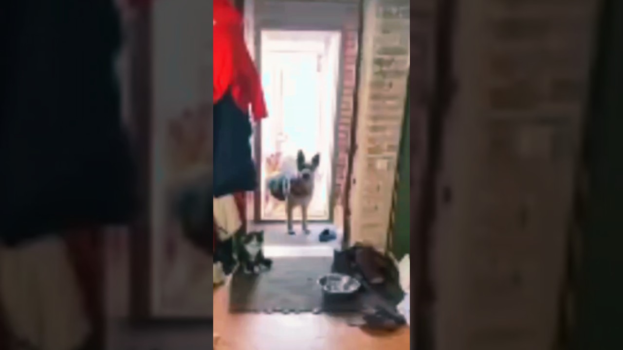 Добродушные пёсики.               