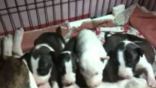 Mini Bull Terrier Pups Nursing