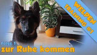 Welpen Ruhe / alleine bleiben beibringen  (3 Möglichkeiten für jeden Hund)  Welpentrainingsplan #1