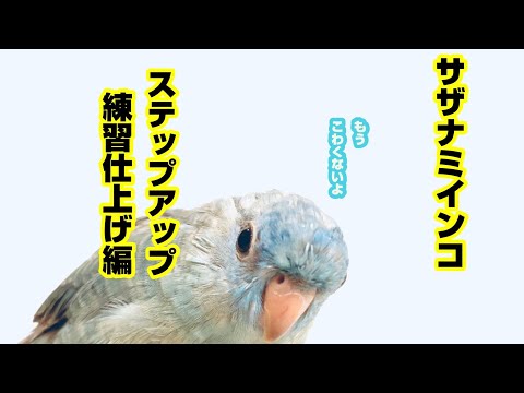 文鳥 の 名前 の 由来