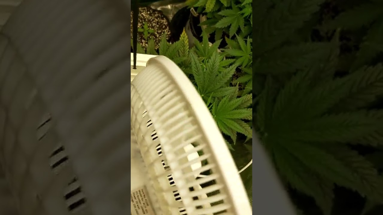 og kush (Bakery Sed Co)Strawberry banana (Fast Buds)Chemdawg (Fast Buds) going into flower