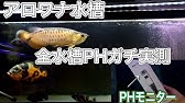 3日でphが下がる 原因究明と濾材変更 過背金龍 10水槽 アロワナ飼育 Arowana Youtube