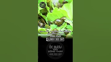 Giao 6.000 con cho khách ở Bình Định | ốc bươu đen | ốc giống | ốc lác | ốc bươu đồng tháp