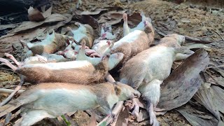 su phì the two of them went to the forest to trap mice to make a mouse that had never Been seen