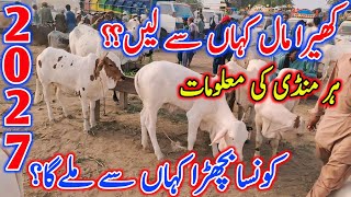 2027 Ka Mall Kaha Se Purchase Kare ? | Cow Mandi 2026 | Sahiwal Cholistani Bachra Mandi Information
